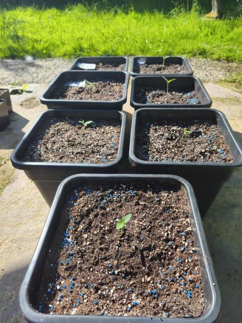 Fast buds outdoor competition 2026 🌱. Week 3