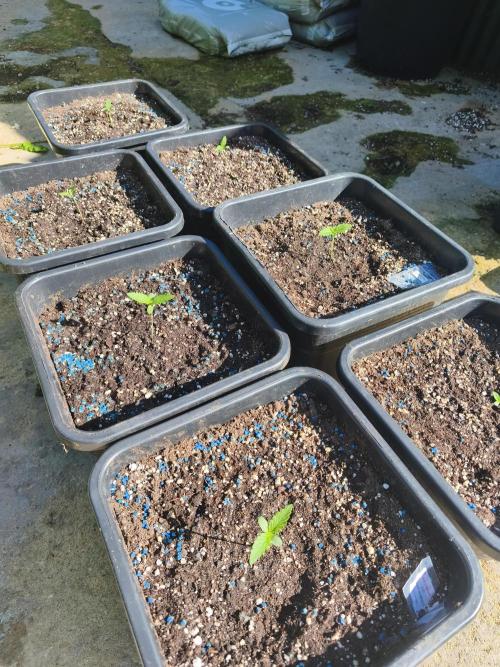 Fast buds outdoor competition 2026 🌱. Week 3