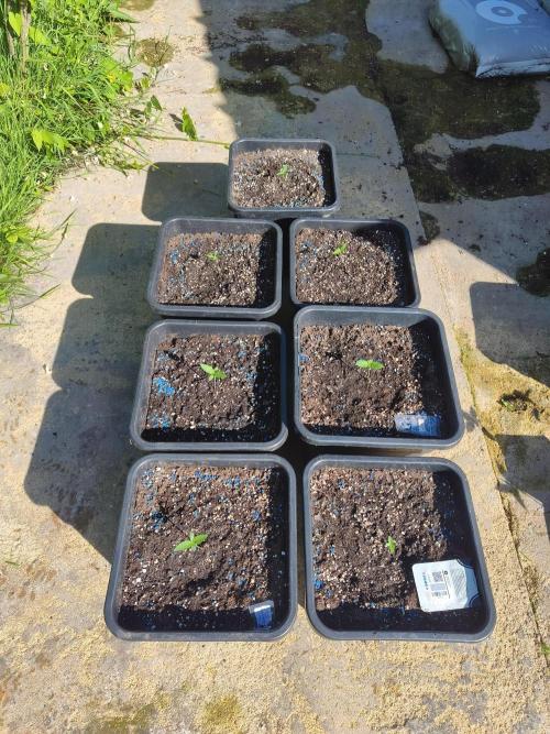 Fast buds outdoor competition 2026 🌱. Week 3