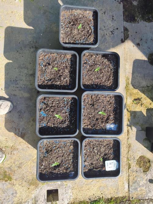 Fast buds outdoor competition 2026 🌱. Week 3