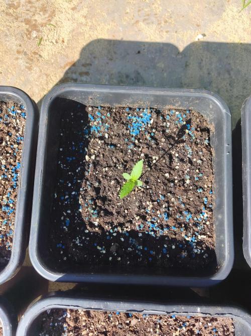 Fast buds outdoor competition 2026 🌱. Week 3