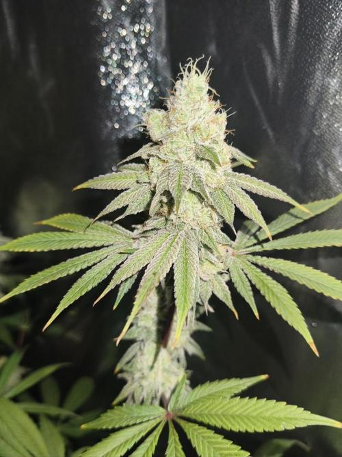 Contemporary exotics 🍋. Week 15