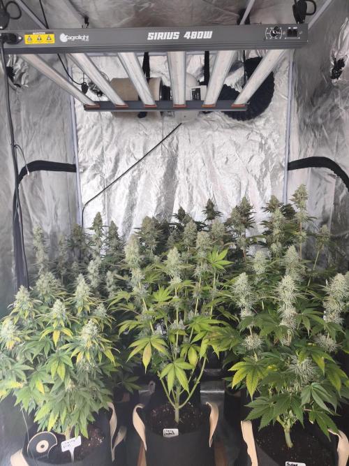 Contemporary exotics 🍋. Week 15
