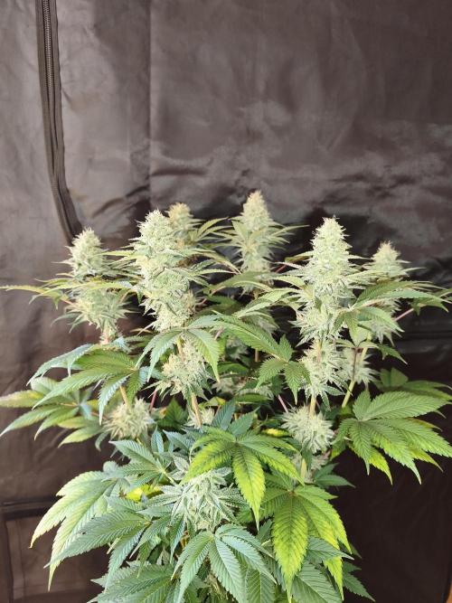 Contemporary exotics 🍋. Week 15