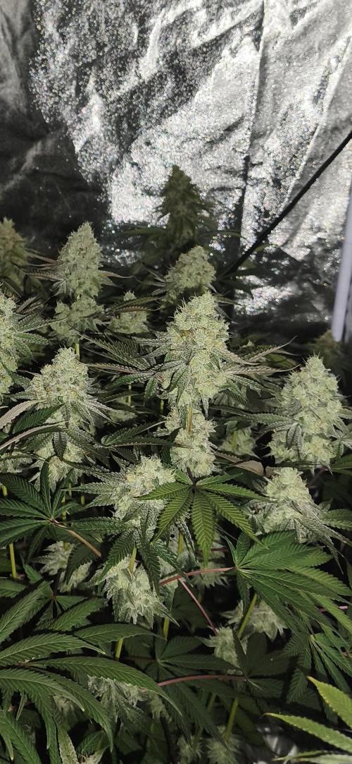 Contemporary exotics 🍋. Week 15