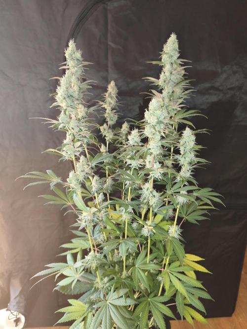 Contemporary exotics 🍋. Week 15
