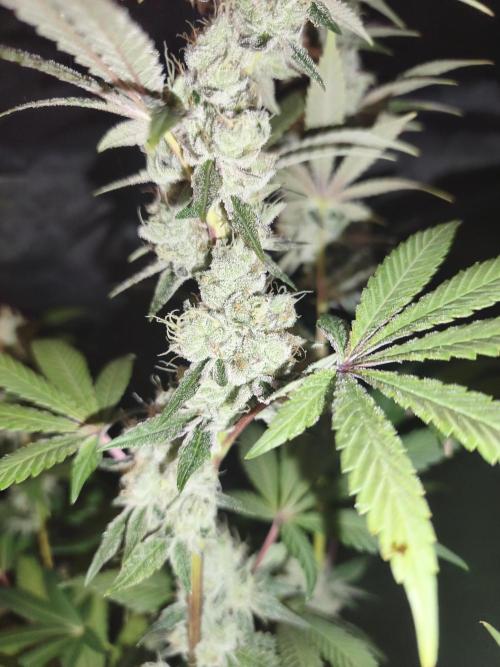 Contemporary exotics 🍋. Week 15