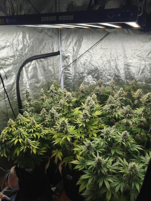 Contemporary exotics 🍋. Week 15