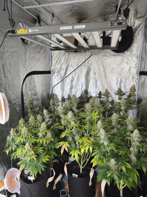 Contemporary exotics 🍋. Week 16