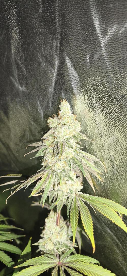 Contemporary exotics 🍋. Week 16