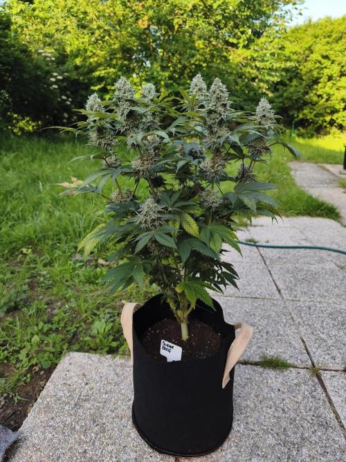 Contemporary exotics 🍋. Week 16