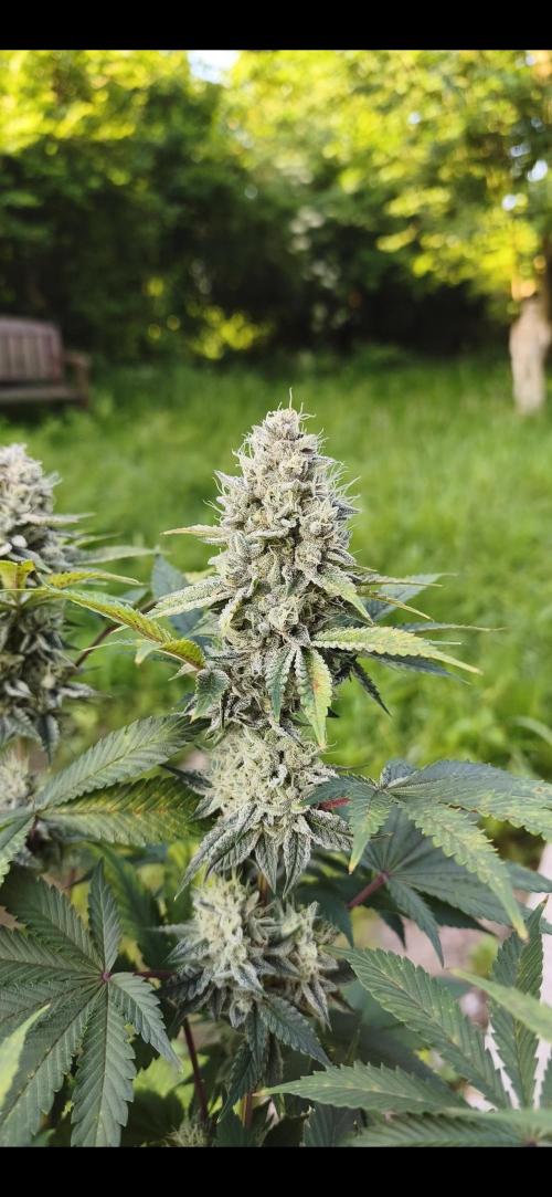 Contemporary exotics 🍋. Week 16
