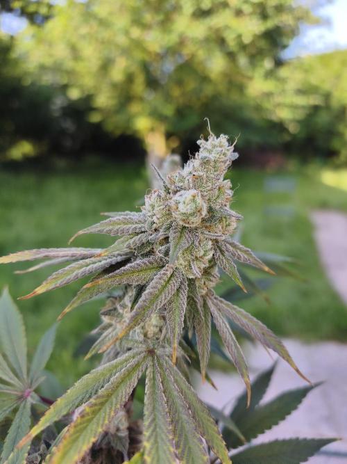 Contemporary exotics 🍋. Week 16