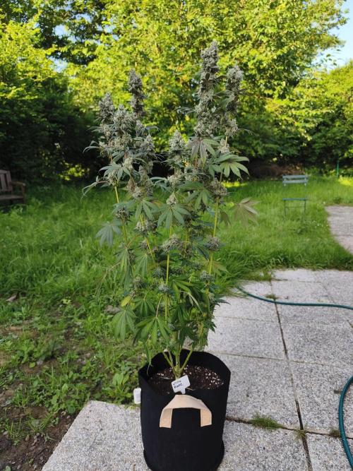 Contemporary exotics 🍋. Week 16
