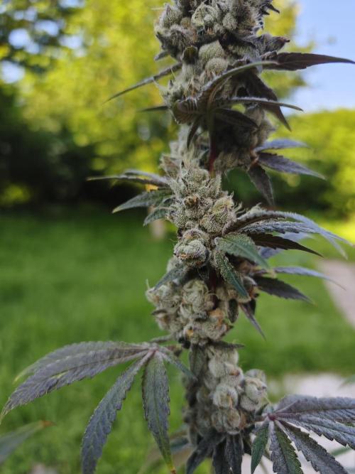 Contemporary exotics 🍋. Week 16