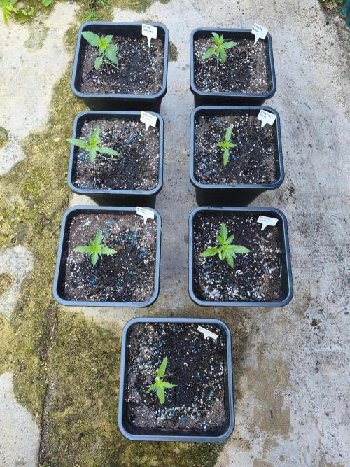 Fast buds outdoor competition 2026 🌱. Week 4