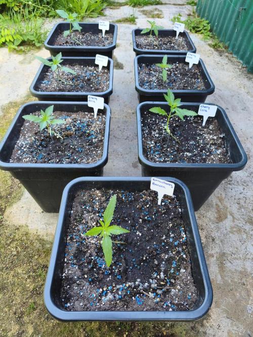 Fast buds outdoor competition 2026 🌱. Week 4