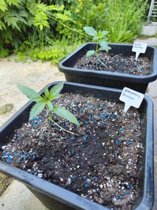 Fast buds outdoor competition 2026 🌱. Week 4