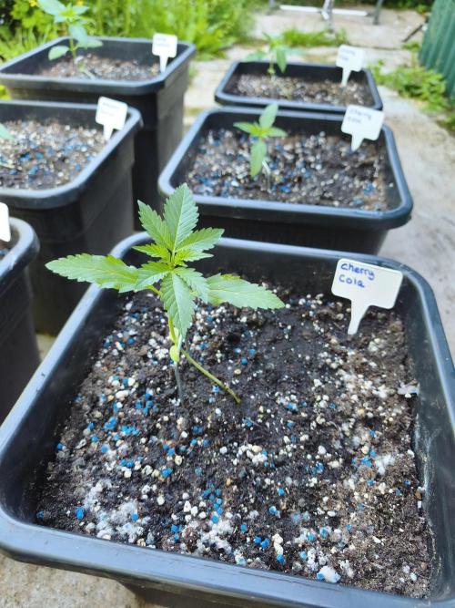 Fast buds outdoor competition 2026 🌱. Week 4