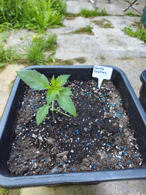 Fast buds outdoor competition 2026 🌱. Week 4