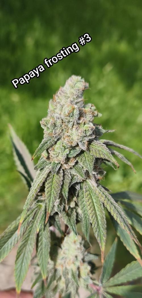 Contemporary exotics 🍋. Week 17