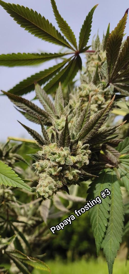Contemporary exotics 🍋. Week 17