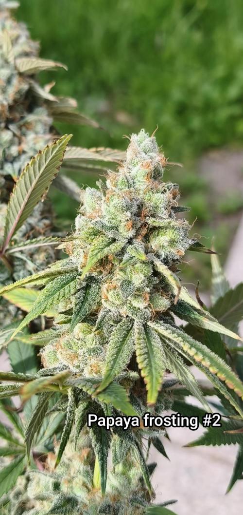 Contemporary exotics 🍋. Week 17