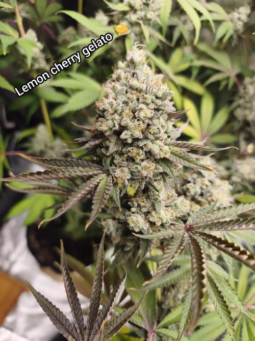 Contemporary exotics 🍋. Week 17
