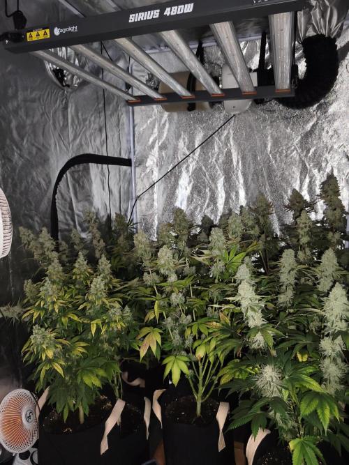 Contemporary exotics 🍋. Week 17