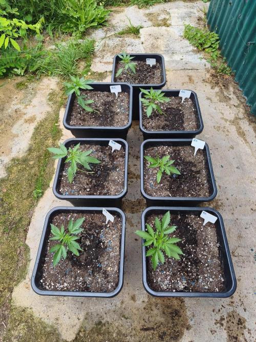 Fast buds outdoor competition 2026 🌱. Week 5