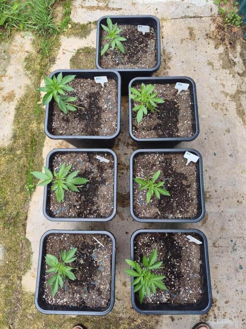 Fast buds outdoor competition 2026 🌱. Week 5