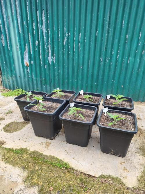 Fast buds outdoor competition 2026 🌱. Week 5