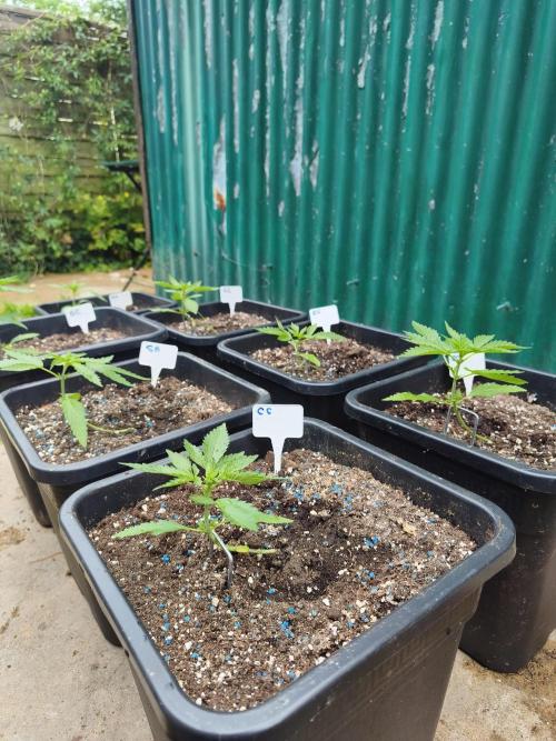 Fast buds outdoor competition 2026 🌱. Week 5