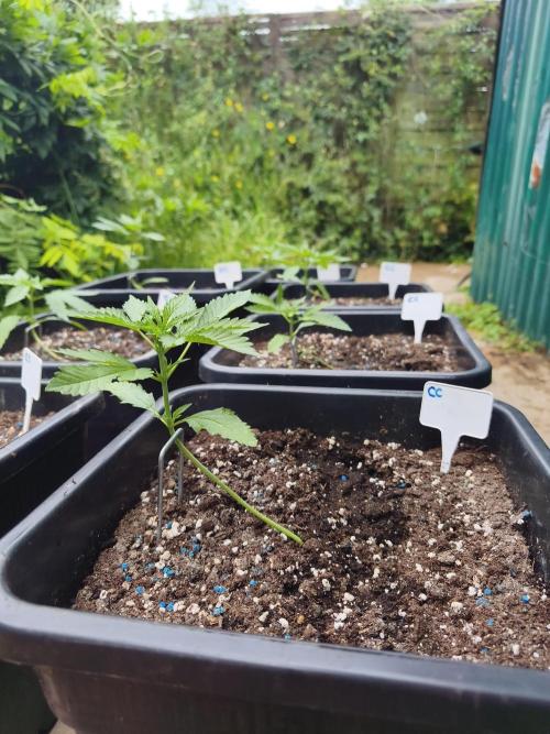 Fast buds outdoor competition 2026 🌱. Week 5