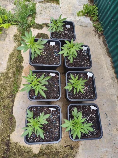 Fast buds outdoor competition 2026 🌱. Week 6