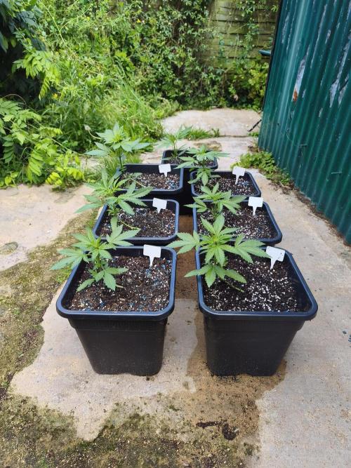 Fast buds outdoor competition 2026 🌱. Week 6