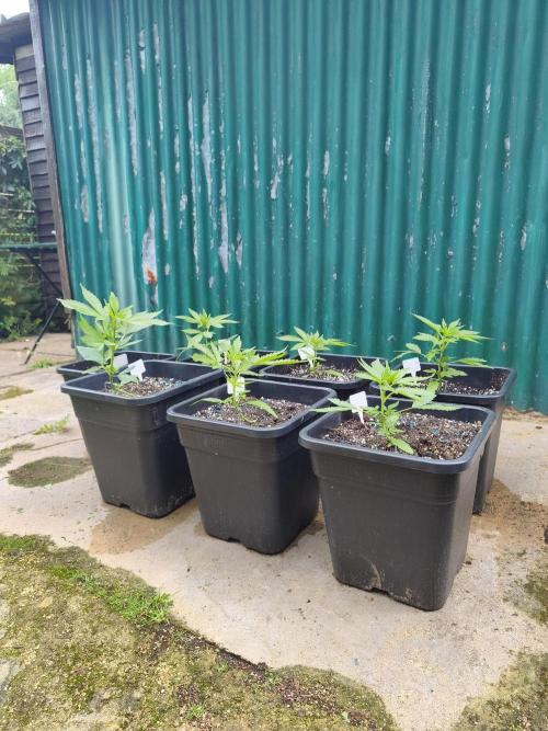 Fast buds outdoor competition 2026 🌱. Week 6