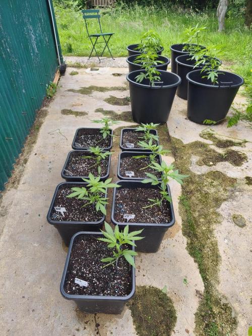 Fast buds outdoor competition 2026 🌱. Week 6