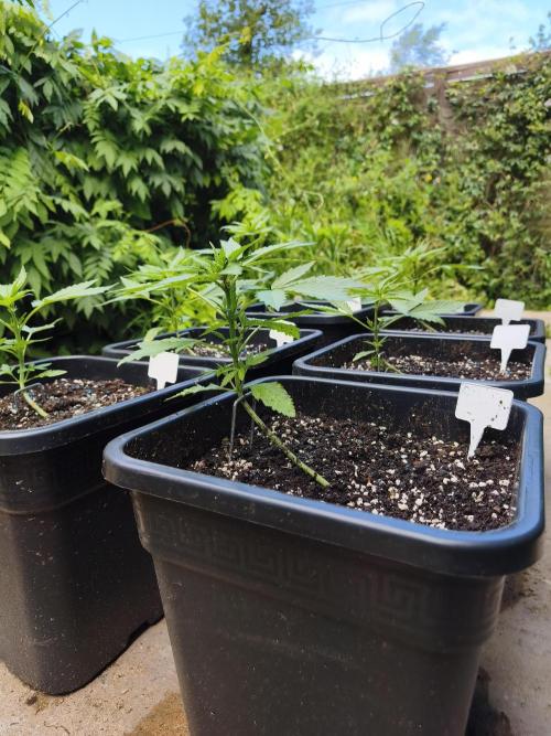 Fast buds outdoor competition 2026 🌱. Week 6
