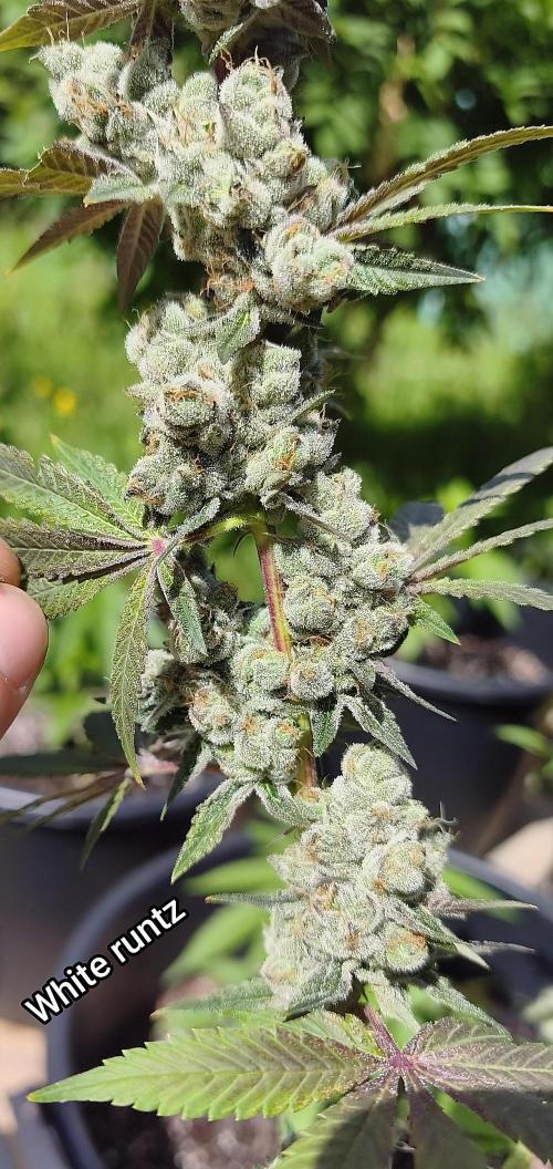 Contemporary exotics 🍋. Week 18