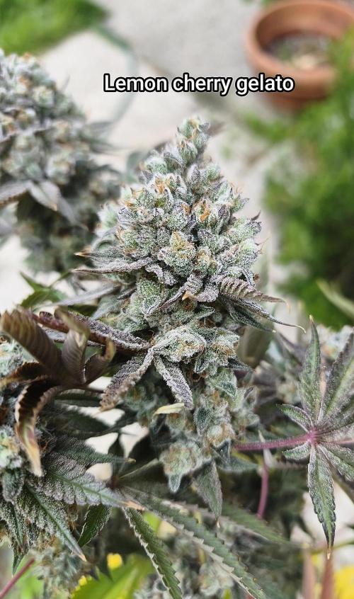 Contemporary exotics 🍋. Week 18