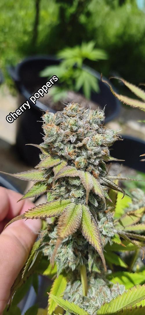 Contemporary exotics 🍋. Week 18