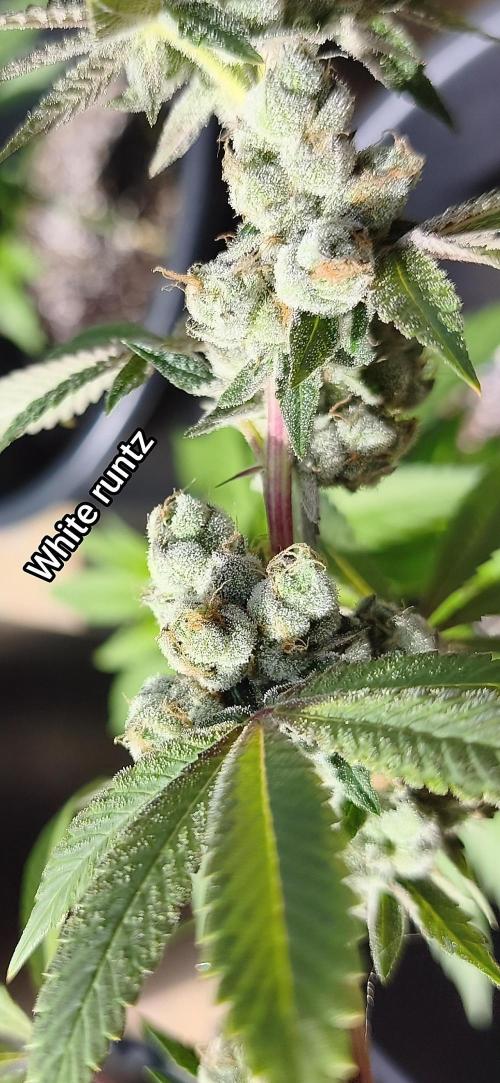 Contemporary exotics 🍋. Week 18