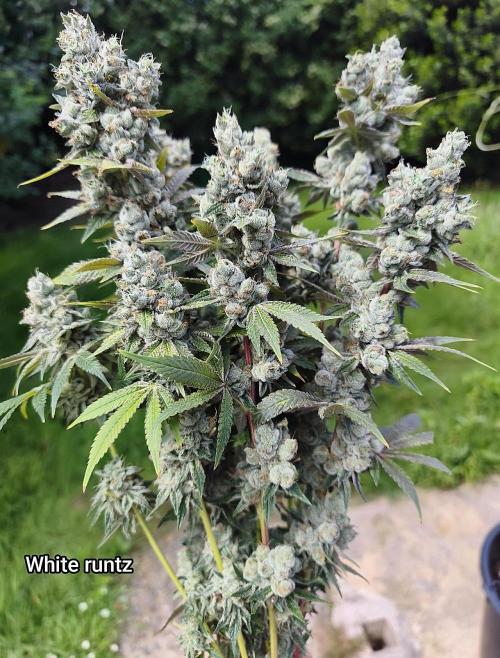 Contemporary exotics 🍋. Week 18