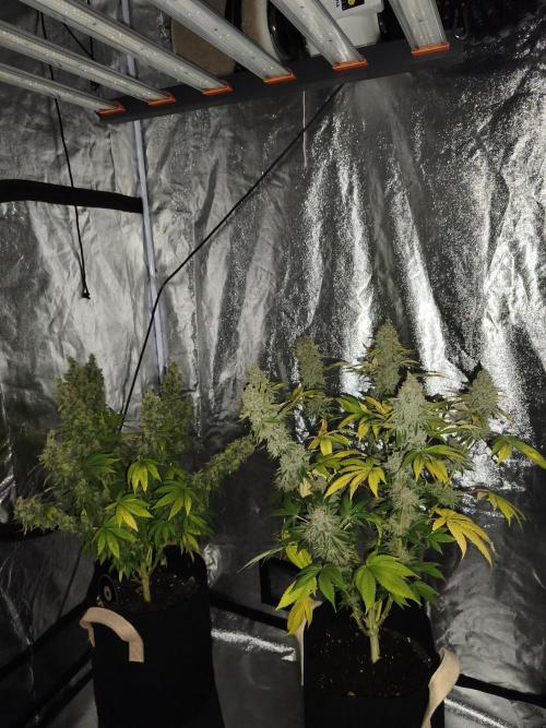 Contemporary exotics 🍋. Week 18