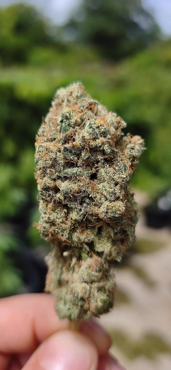 Contemporary exotics 🍋. Week 19