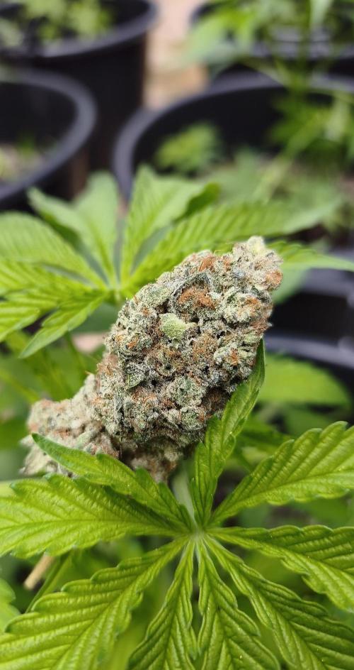 Contemporary exotics 🍋. Week 19