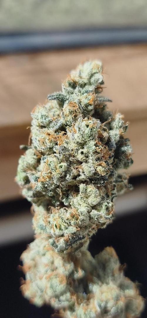 Contemporary exotics 🍋. Week 19