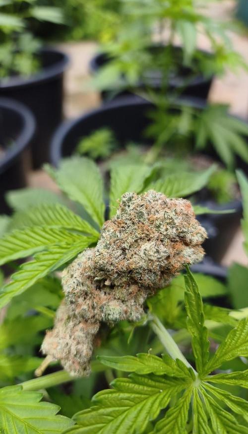 Contemporary exotics 🍋. Week 19