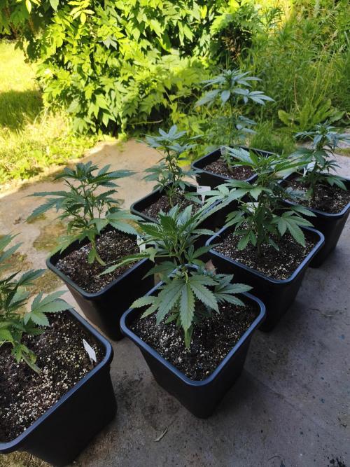 Fast buds outdoor competition 2026 🌱. Week 7